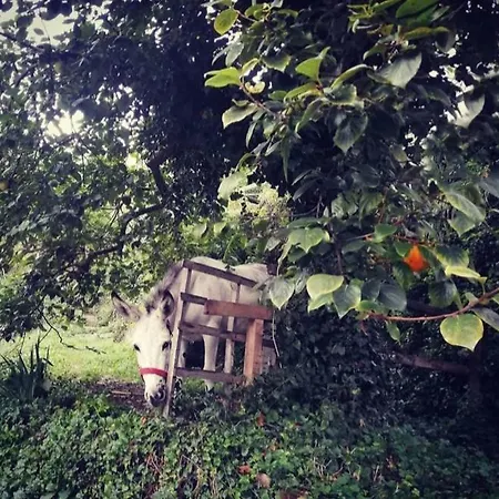 La Casa Di Mo Albisola Superiore